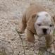 English Bulldog - male BROWN SUGAR 6